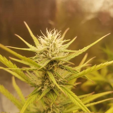 Beginner Grower - Budget setup