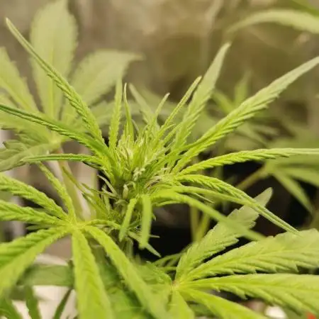 Beginner Grower - Budget setup