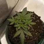 Barneys LSD