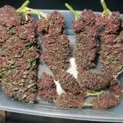 Auto Red Tropicana Cookies Micro Grow