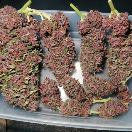 Auto Red Tropicana Cookies Micro Grow