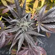 cheese auto