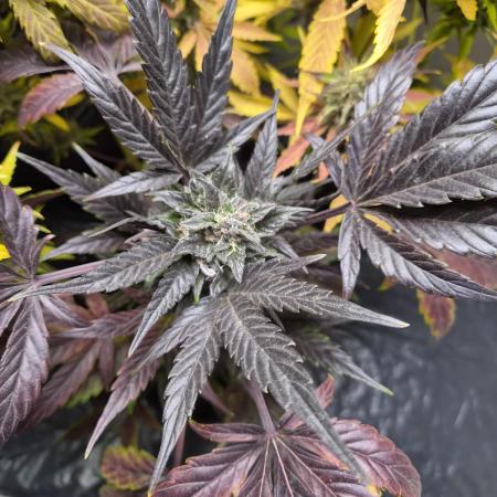 cheese auto