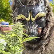 auto mix mikro grow