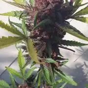 blackberry cbd auto