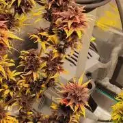 color show