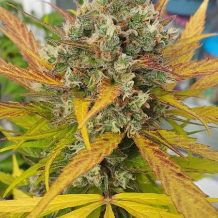 lemon kix