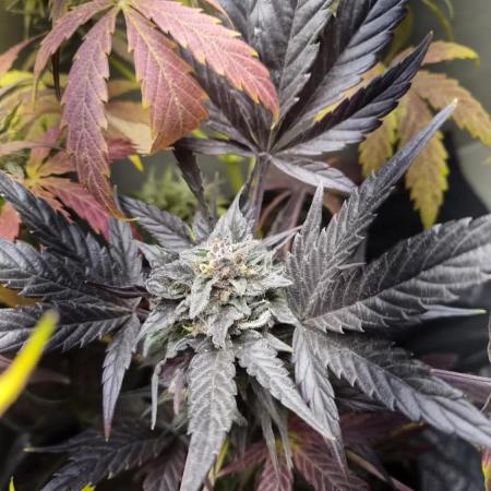 cheese auto