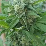 sensi seeds amnezia haze  auto