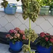 amnesia haze