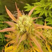 blackberry cbd auto