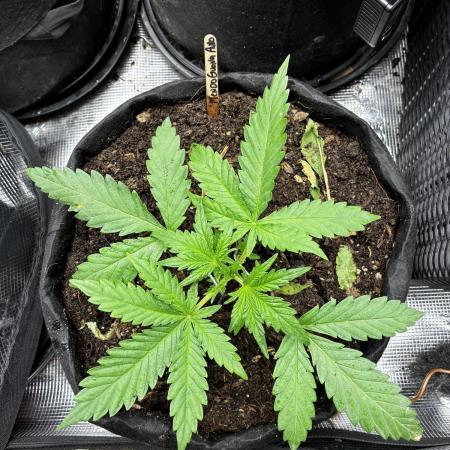 Mendo Guava Auto
