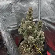 Gorilla Cookies Auto (1st Grow)