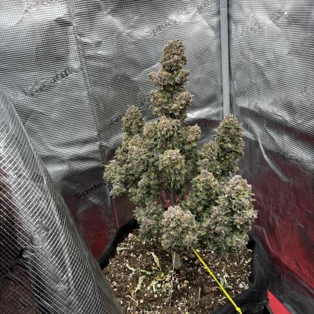 Gorilla Cookies Auto (1st Grow)