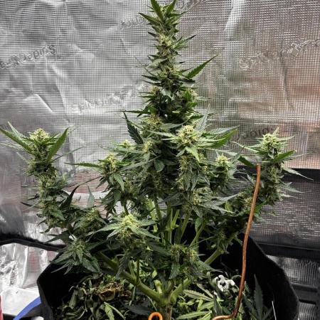 Gorilla Cookies Auto (1st Grow)