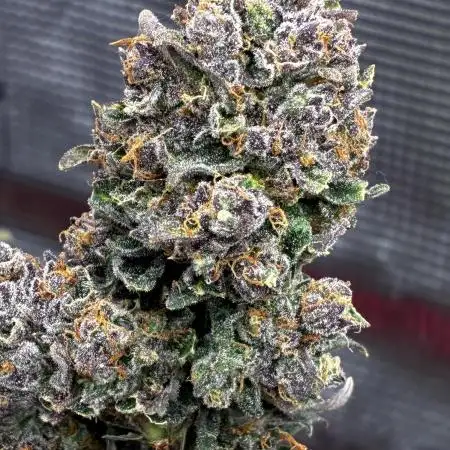 Gorilla Cookies Auto (1st Grow)