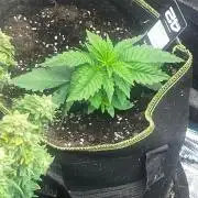 Gorilla Melon