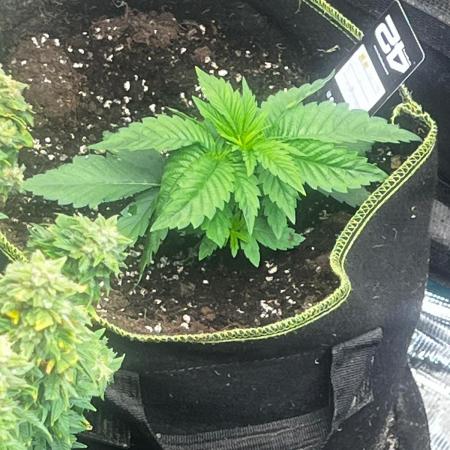 Gorilla Melon