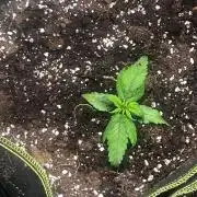 Gorilla zkittelz