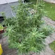 Gorilla melon