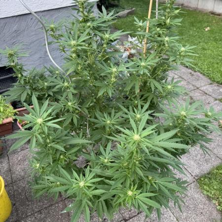 Gorilla melon