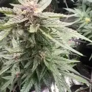 Green Horizont
