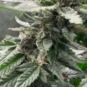 Green Horizont