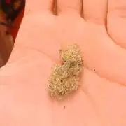 Barney's farm