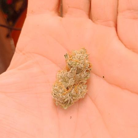 Barney's farm