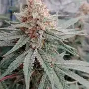 Barney's farm
