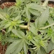 Barney's farm
