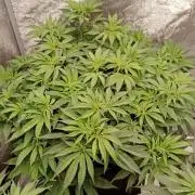 Barney's farm