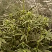 Unreleased champions mix auto fastbuds