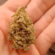 Barney's farm