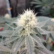 Barney's farm
