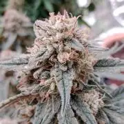 Unreleased champions mix auto fastbuds