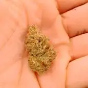 Barney's farm