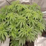 Barney's farm