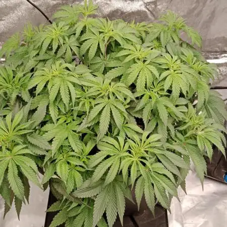 Barney's farm