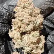 Unreleased champions mix auto fastbuds