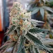 Barney's farm