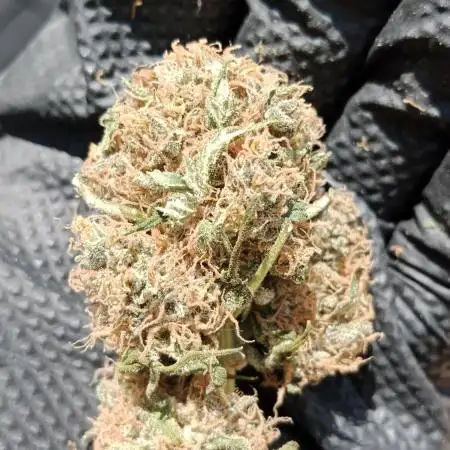 Unreleased champions mix auto fastbuds