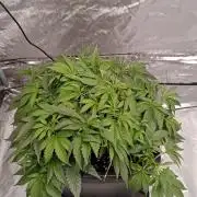 Barney's farm