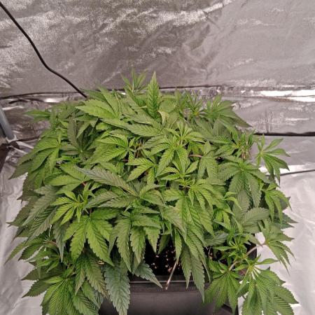 Barney's farm