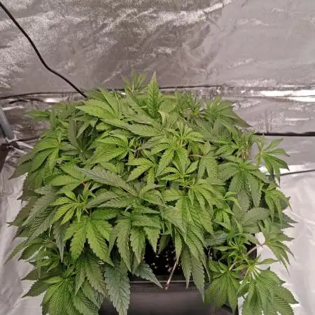 Barney's farm