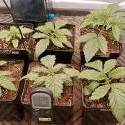 Barney's farm