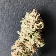 Unreleased champions mix auto fastbuds