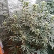 Barney's farm
