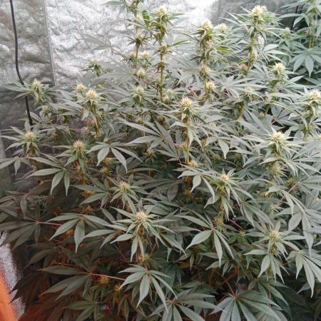 Barney's farm