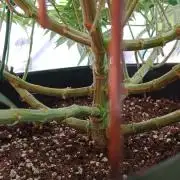 Barney's farm